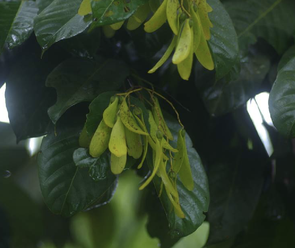 龙脑香树 全网资源