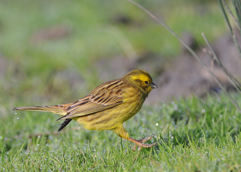 emberiza citrinella