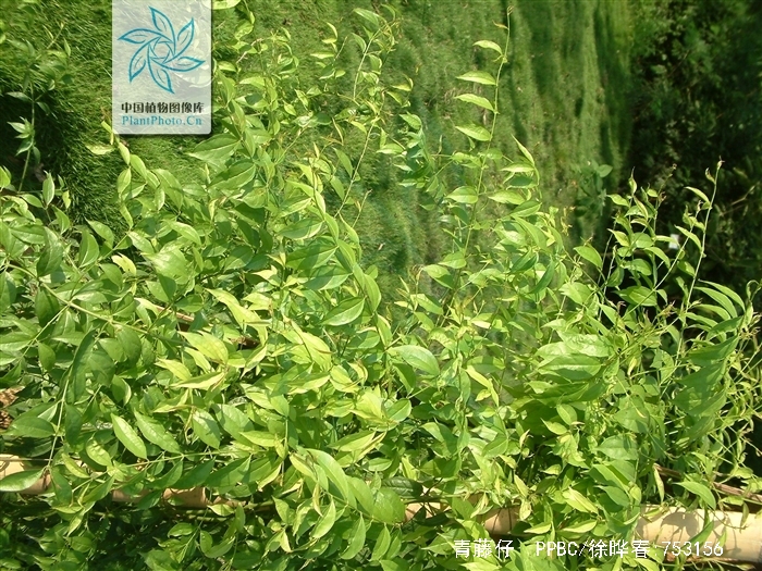  p>青藤仔,是 a target="_blank" href="/item/双子叶植物纲/229183"