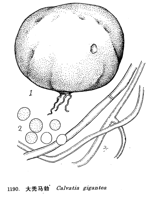  p> b>大秃马勃 /b>,中药材,为灰包科真菌大秃马勃 calvatiae