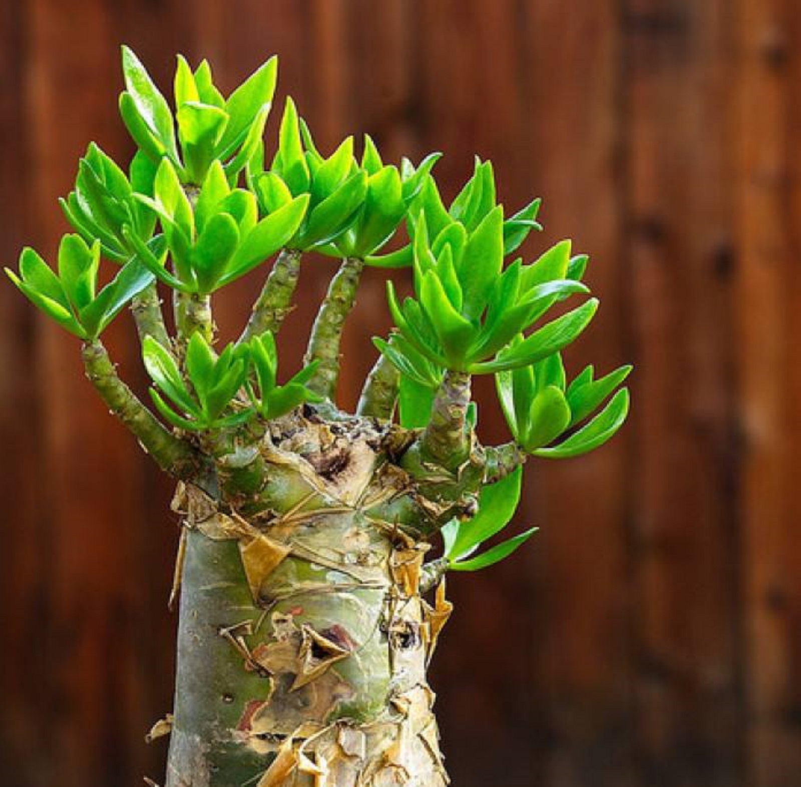 株高可达1米,具很粗的肉质茎,在原产地直径可达60厘米. /p>