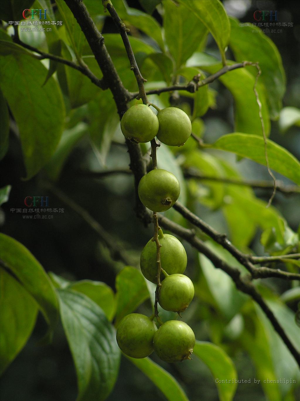 a. dc.)小乔木或灌木,高3-10米;小枝粗壮,圆柱状;芽被灰白色绢毛.