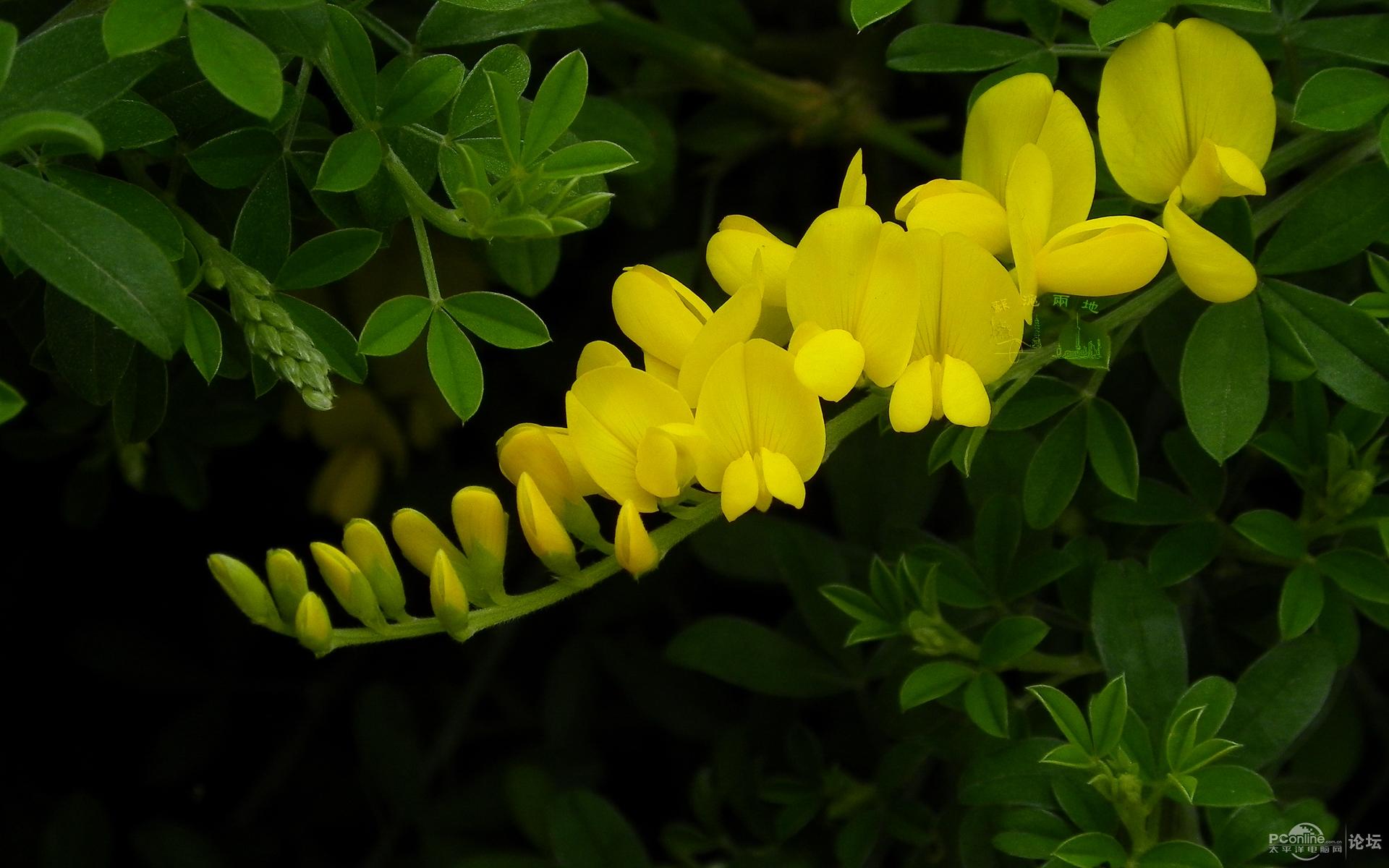  span class="ref" data-ctrid="sxnjkrykg75p">紫雀花属 /span> sup