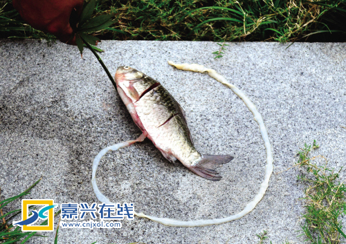 舌状绦虫的<a href="#" data