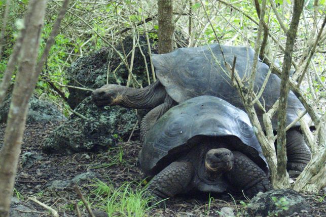  p>加拉帕戈斯象龟(学名: i>chelonoidis  /i>galapagoensis i> /i>
