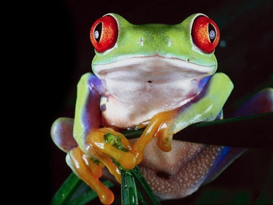 兰宝石箭毒蛙