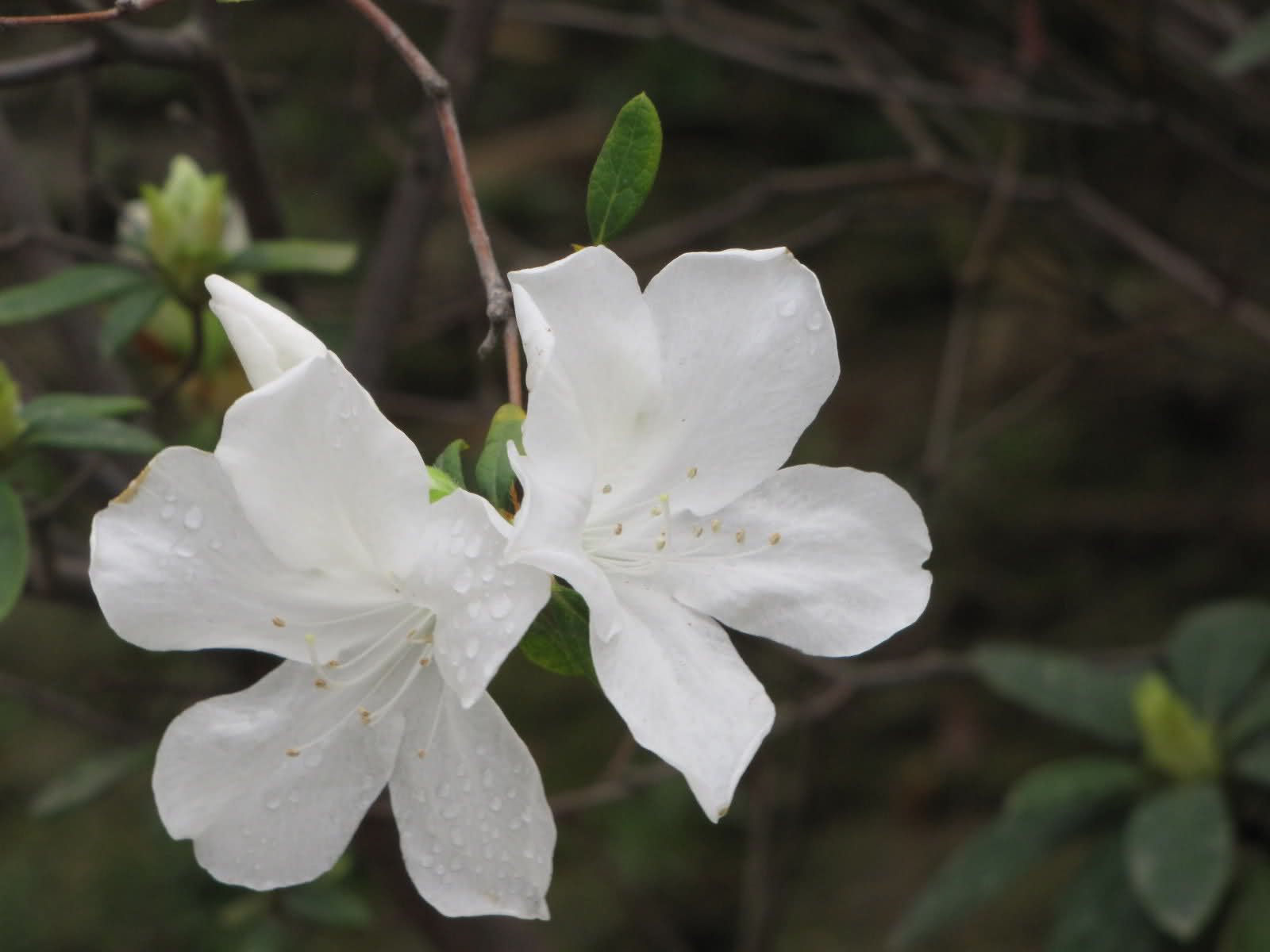  p>白花杜鹃(学名: i>rhododendron mucronatum /i> (blume) g.