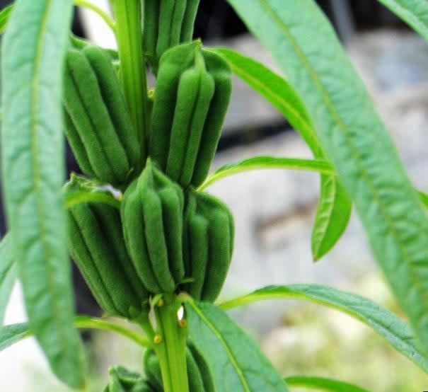 芝麻素