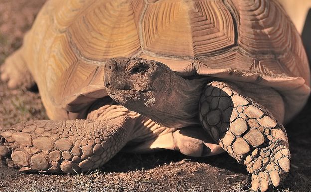 african spurred tortoise