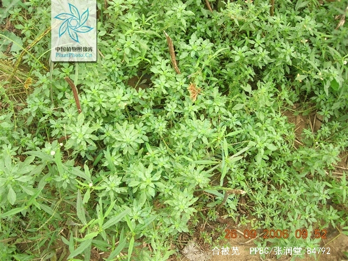  p>合被苋,石竹目 a href="#">苋科 /a>苋属,目原产于加勒比海岛屿