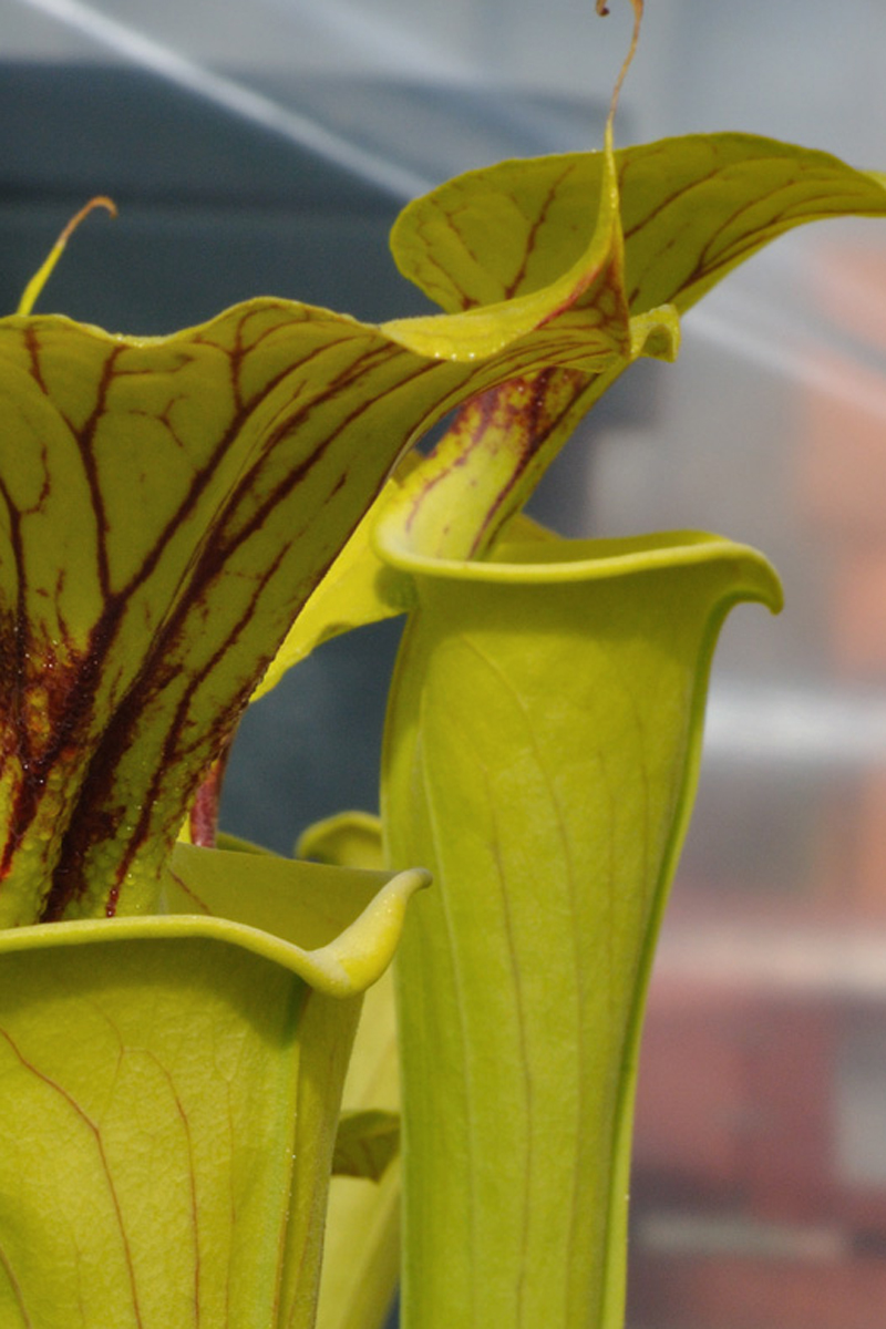  p>黄瓶子草(学名:sarracenia flava )是该属植物中体形最大的植物,可