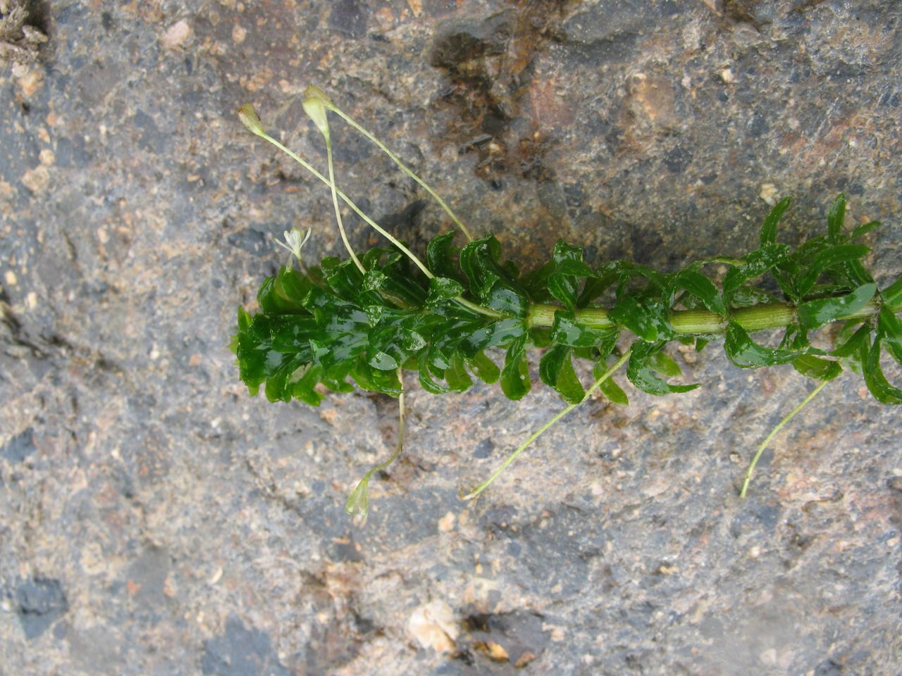 f.) royle)是水鳖科黑藻属植物.