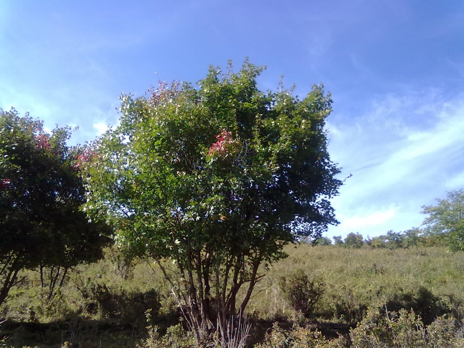  /i>),别名:凿子树, a target="_blank" href="/item/蒙子树/5991814