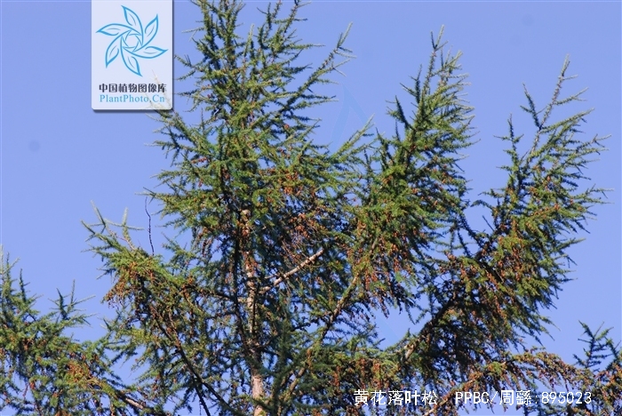  p>黄花落叶松(学名: i>larix olgensis /i> henry)是松科,落叶松属大