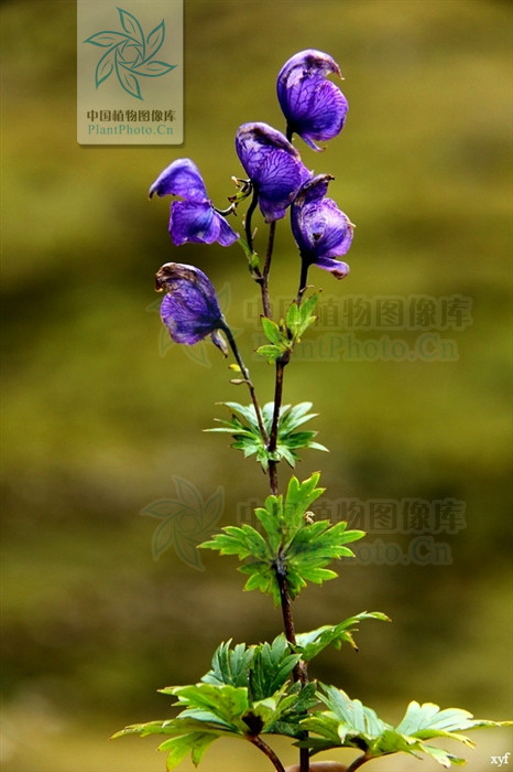  p>船盔乌头(学名:aconitum naviculare (brühl) stapf),是 a target