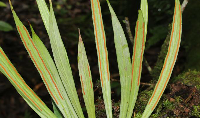  p>带状书带蕨分布于 a href="#" data-lemmaid="162679">广西 /a>(凌