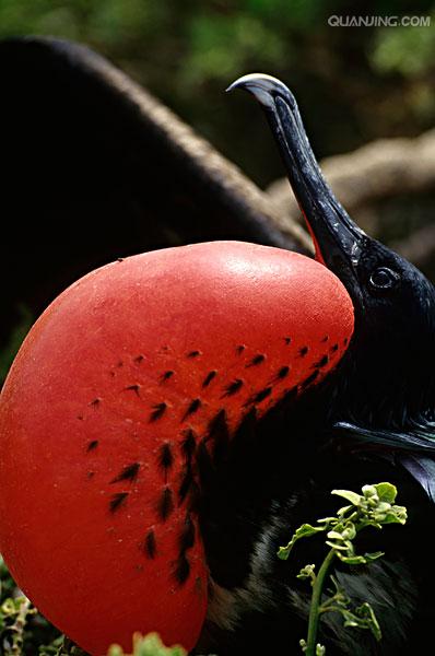  p>喉囊(hou nang), a target="_blank" href=