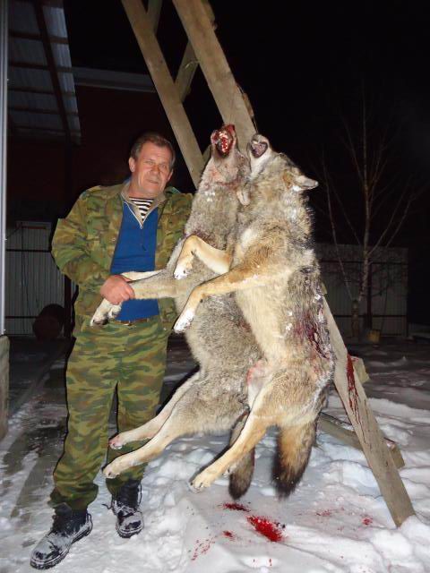  p>俄罗斯狼(学名:canis lupus communis)是 a href="#" data-lemmaid