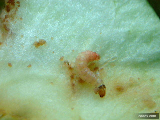  p>苹小食心虫, i>grapholitha inopinata /i> heinrich,是 a href="
