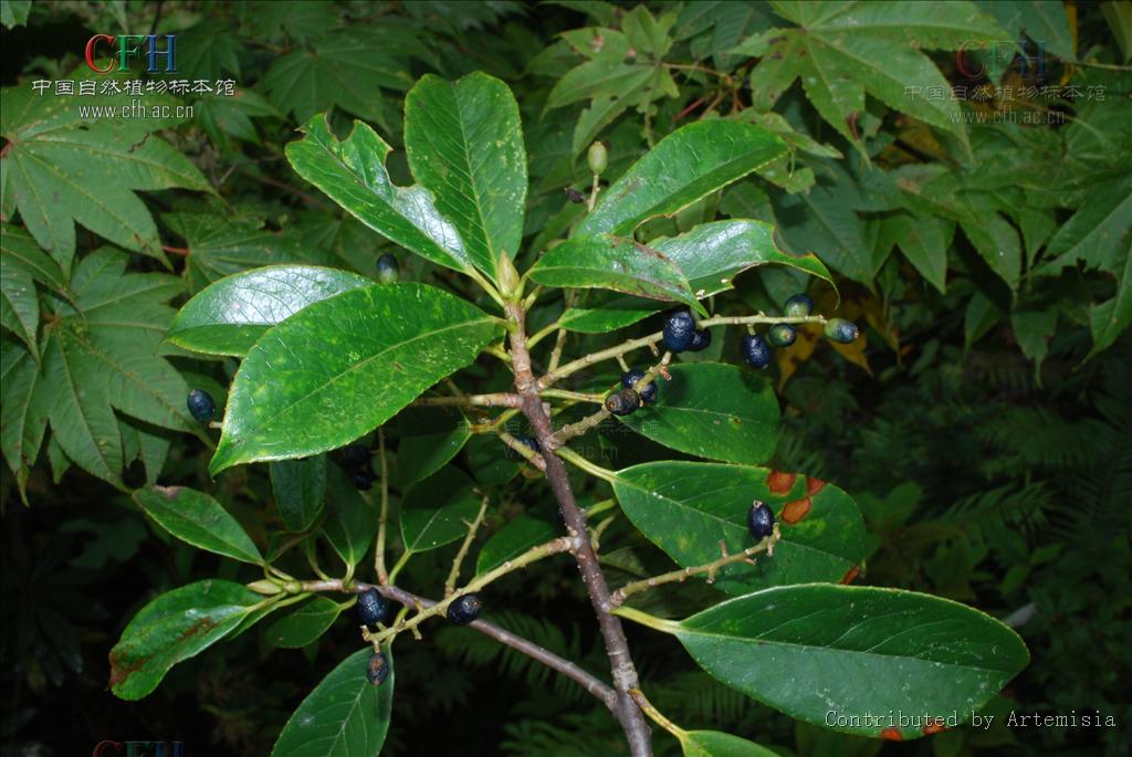  p> b> a target="_blank" href="/item/坚木山矾/3367011" data