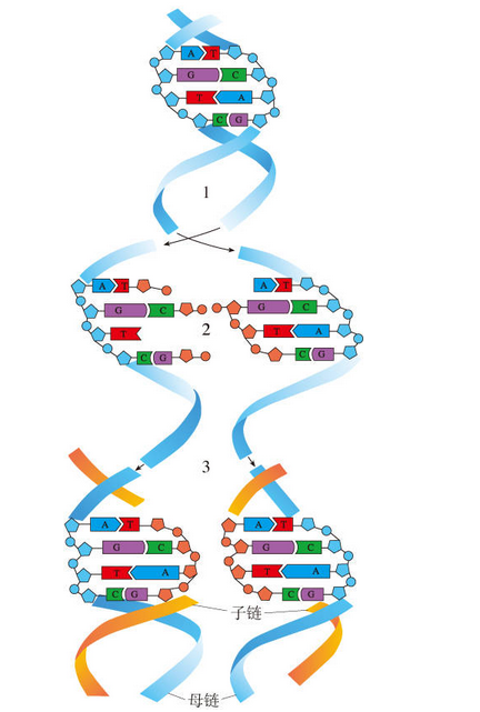 复制过程中,由 a target="_blank" href="/item/双螺旋结构/4195383"