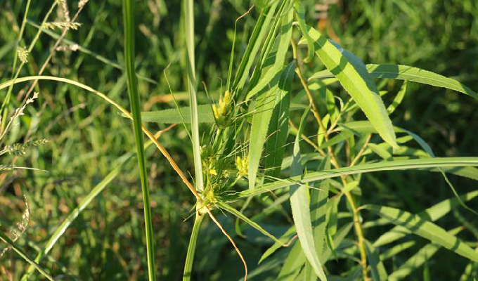  p>华东藨草(学名:scirpus karuisawensis),是莎草科藨草属植物,根状