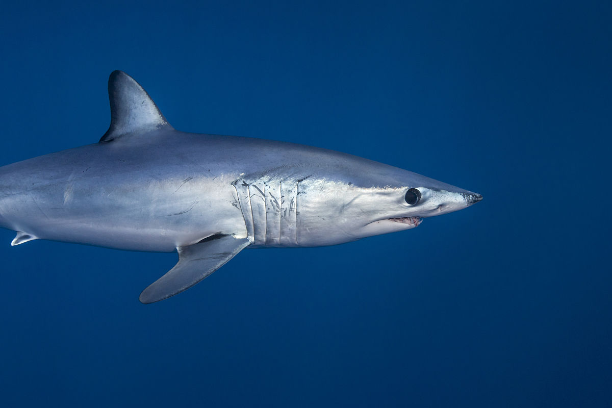 短鳍直齿鲨鱼