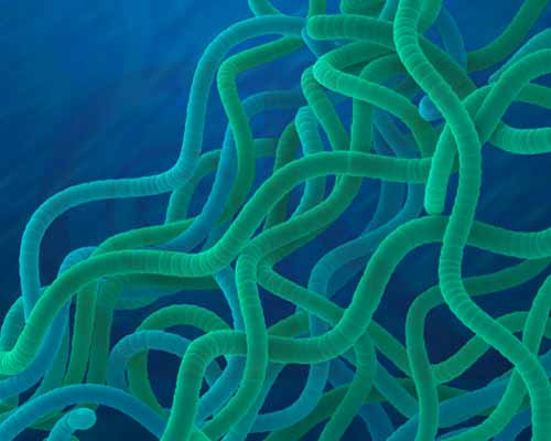  p>螺旋菌是细菌界,ε-变形菌纲,弯曲菌目,弯曲菌科的一种菌类.