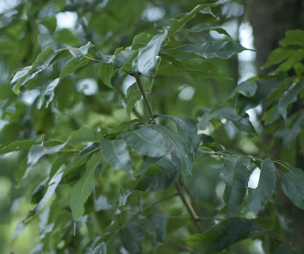  p>光蜡树(学名: i>fraxinus griffithii /i> c. b.