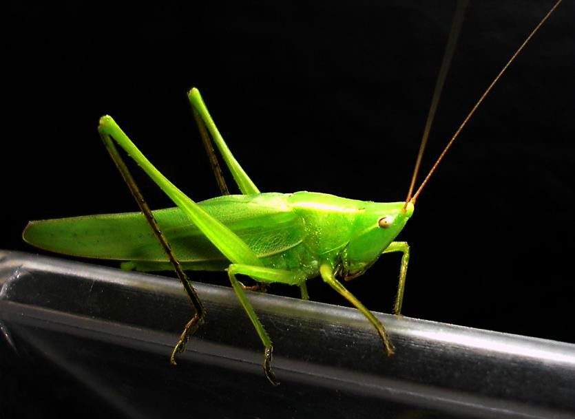  p>黑胫钩额草螽(学名:ruspolia lineosa)是草螽科钩额螽属的一种中