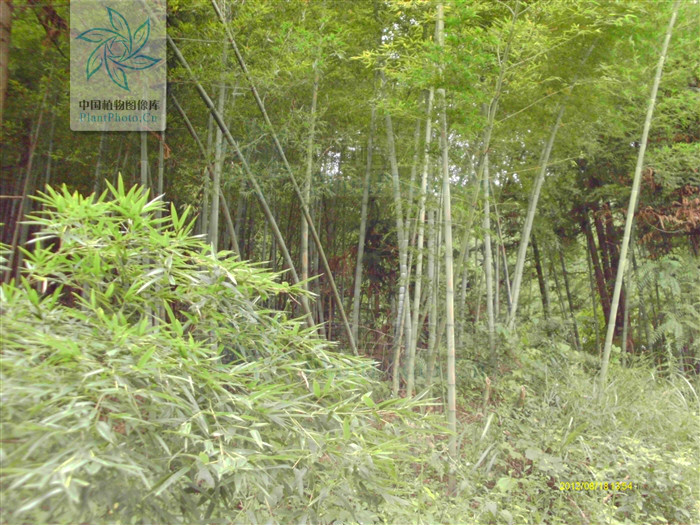  p> b>苗竹仔 /b>(学名: b> i>schizostachyum dumetorum /i> /b>)为 