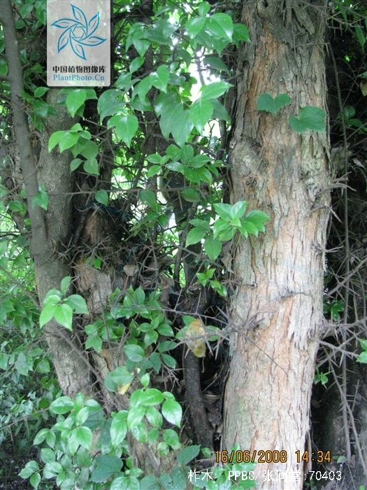  /i>),别名:凿子树, a target="_blank" href="/item/蒙子树/5991814