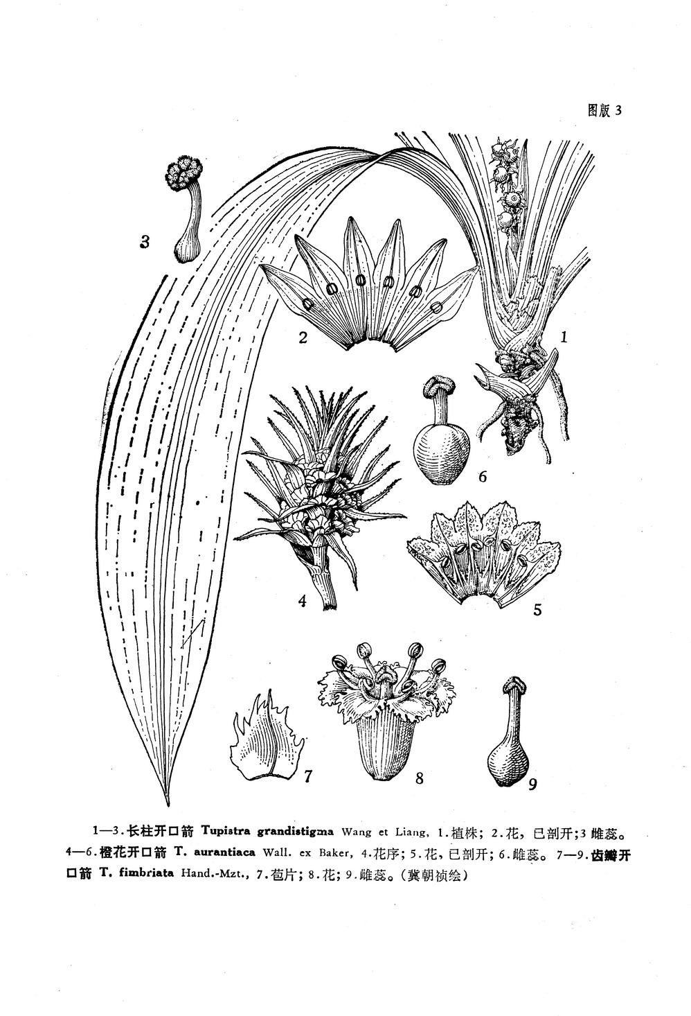  p>长柱开口箭, a target="_blank" href="/item/多年生草本/3514470"
