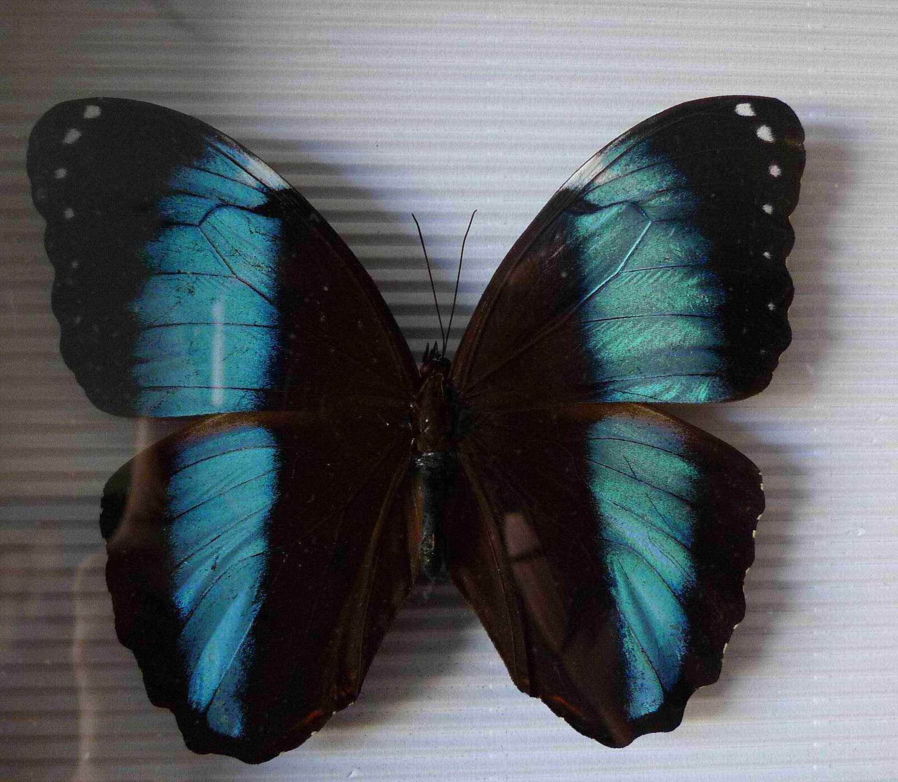amathonte ( /i>deyrolle, 1860),鳞翅目,蛱蝶科,闪蝶属的一种蝴蝶
