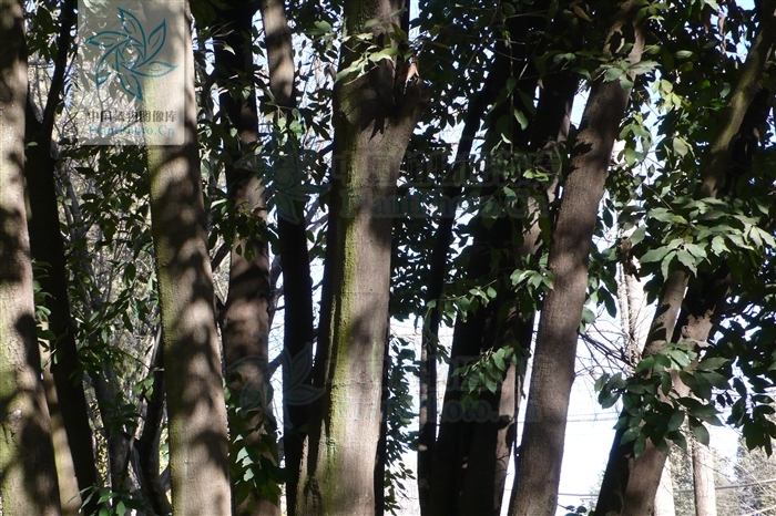  p>滇青冈,cyclobalanopsis glaucoides schotky,别名:滇椆,拟槠, a