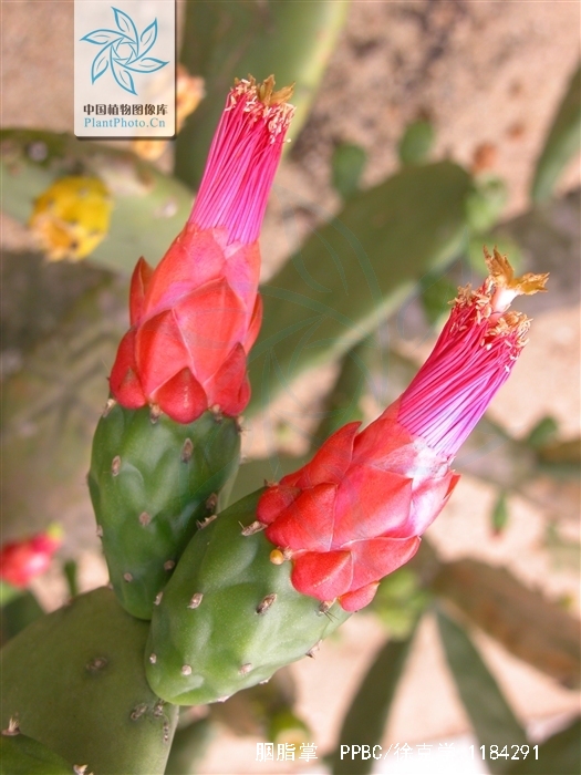  p>胭脂掌(学名: i>opuntia cochinellifera  /i>(linn.) mill.