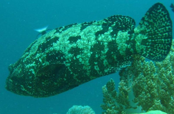  p>褐点石斑鱼(学名:epinephelus fuscoguttatus)为辐鳍鱼纲鲈形目鲈