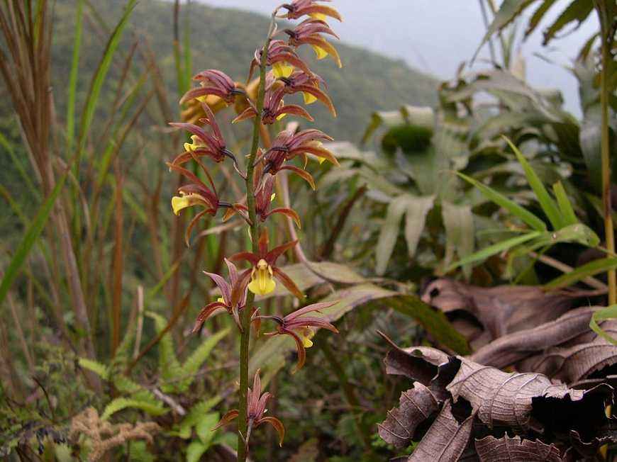  p>杜鹃兰属(学名:cremastra lindl.