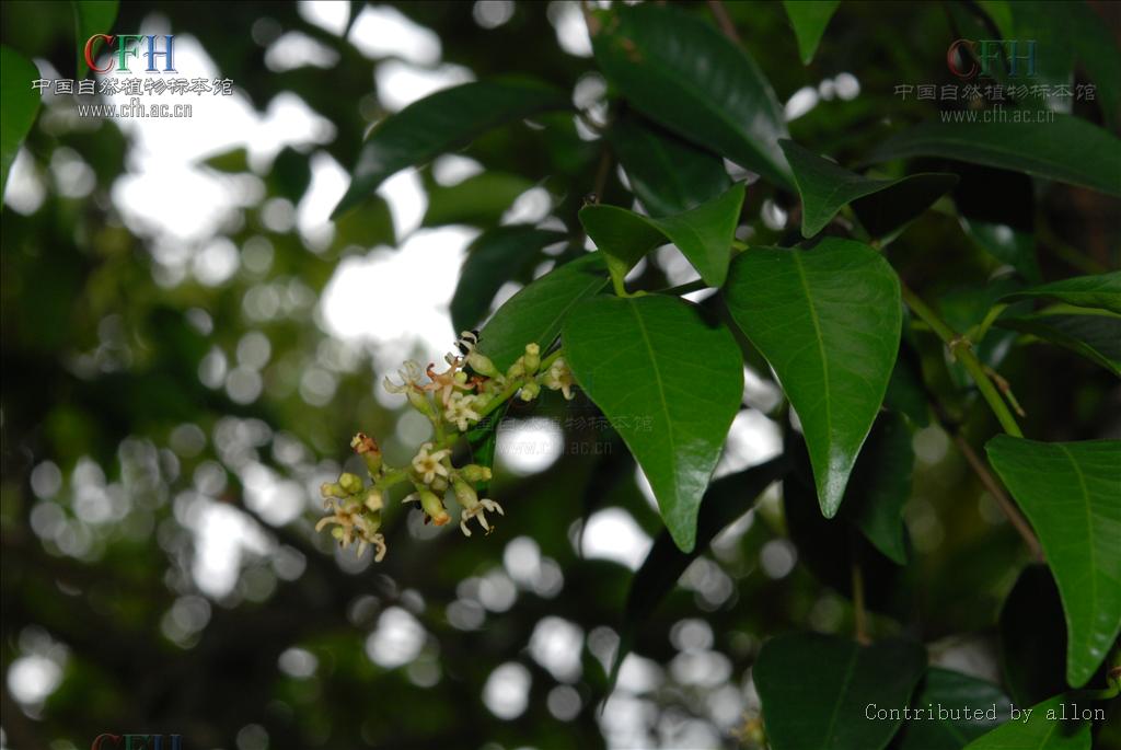  p data-id="gnwut0a9ll">富宁藤( i>parepig