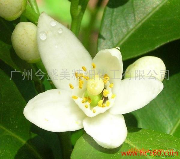 橙花（草本植物）_百度百科