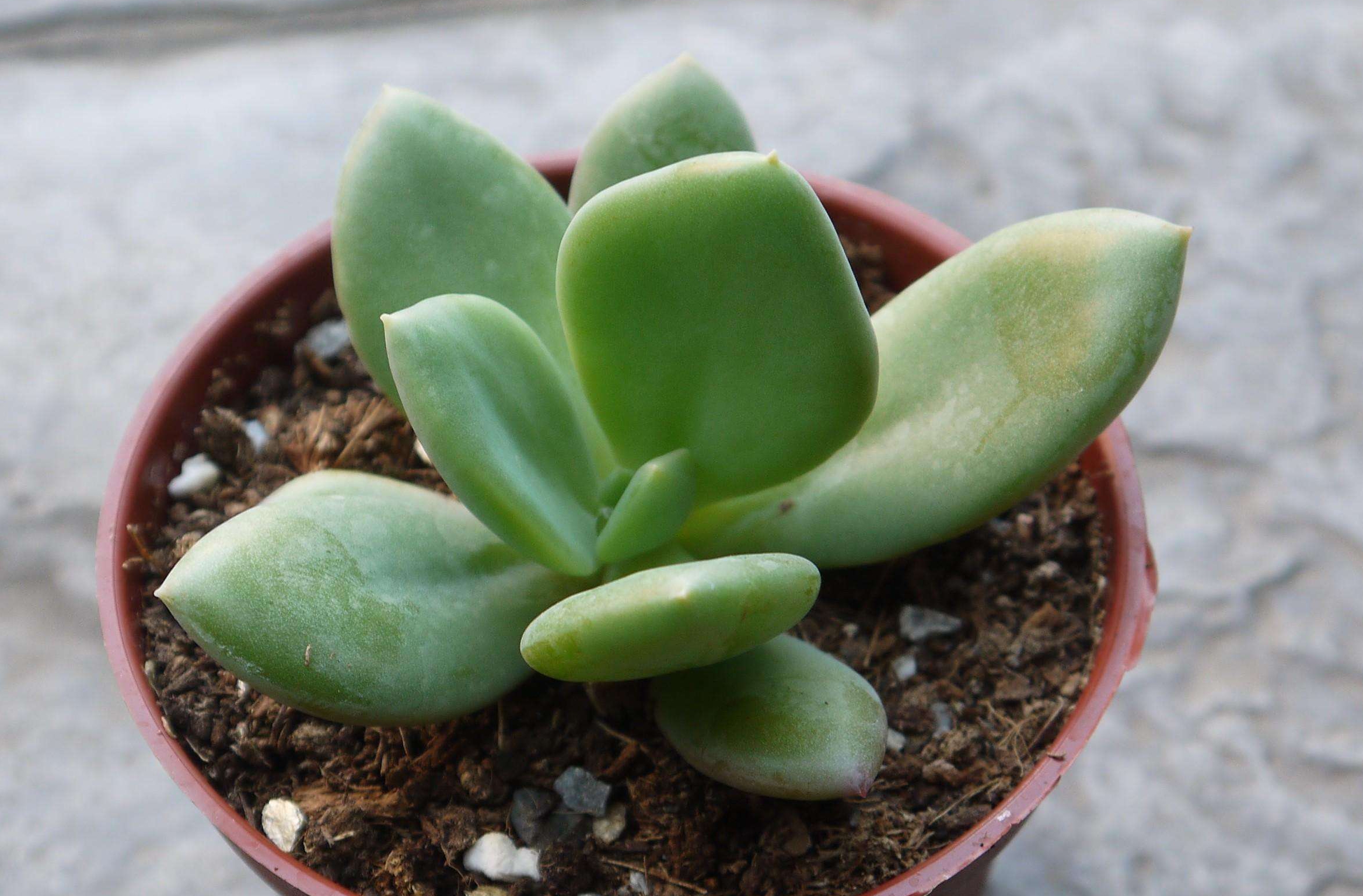 data-ctrid="tbc3ge9xyx0w">青星美人是景天科厚叶草属的多肉植物