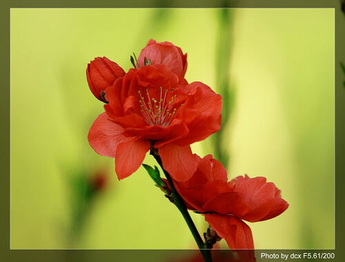  p>红帚桃(学名: i>amygdalus persica /i> linn. var.