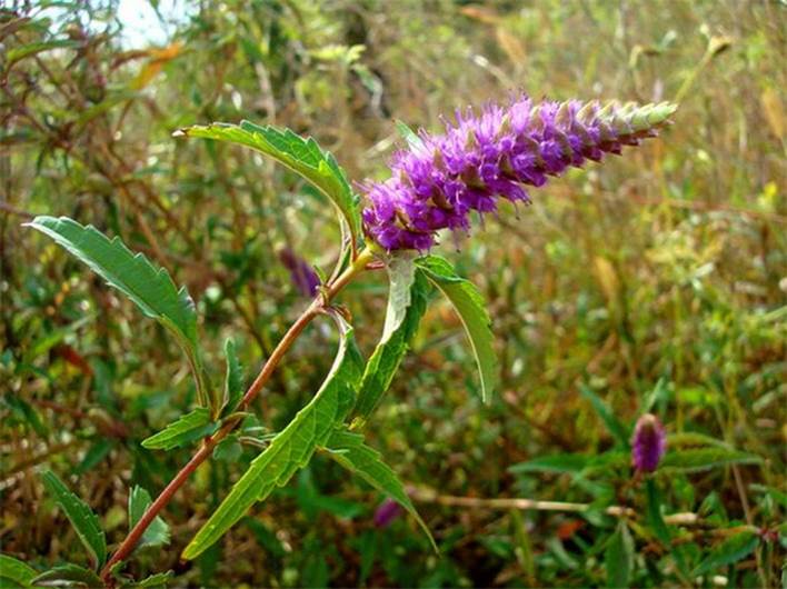 5)μm;附属丝3-7根. /p>