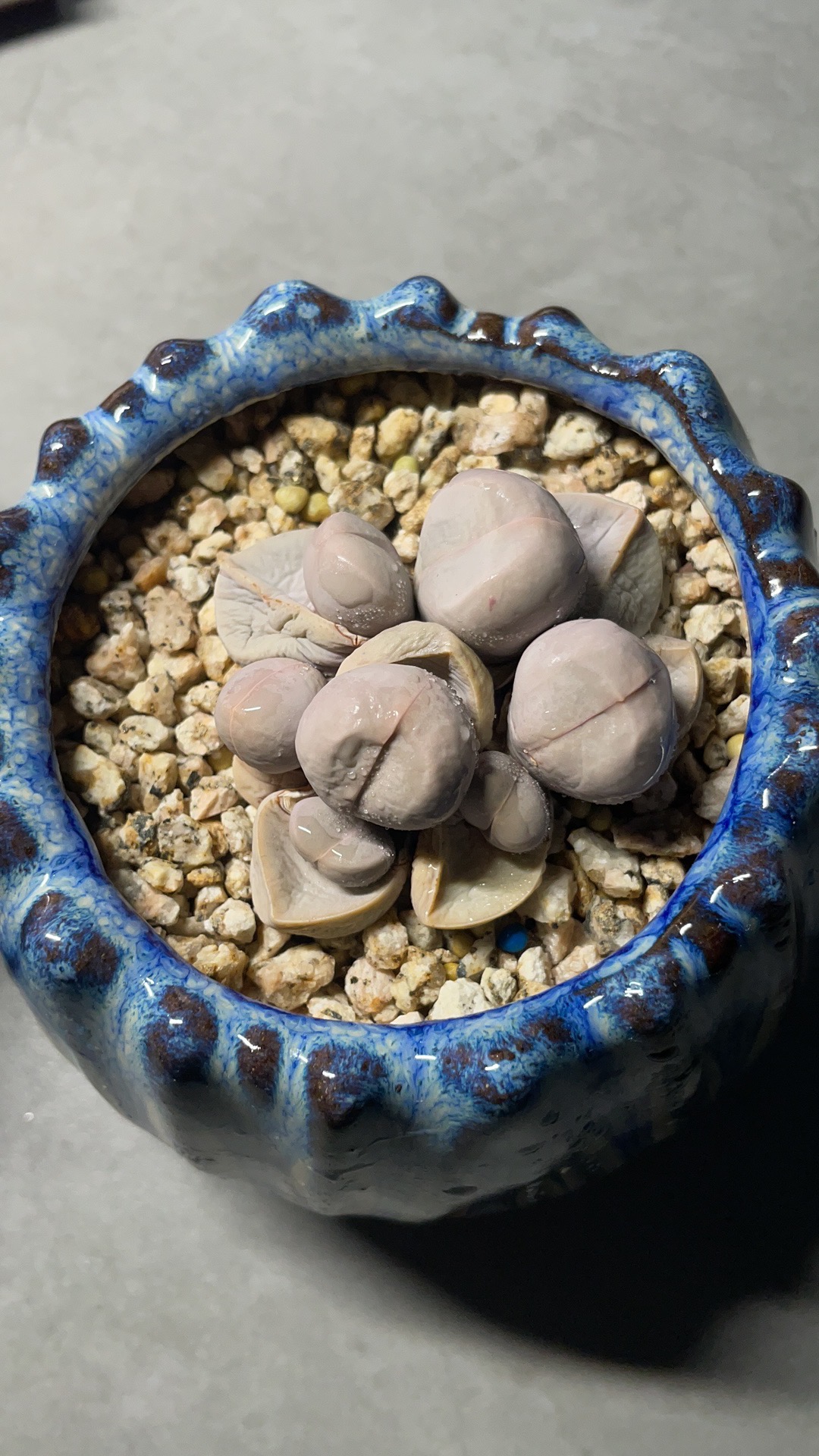  p>春桃玉是番杏科春桃玉属多肉植物. /p>