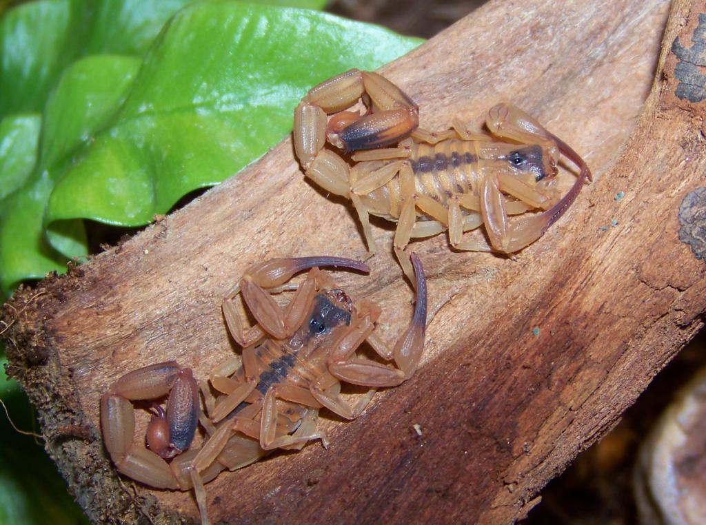  p>斑尾戾蝎,原产于巴西的一种蝎子,可单行繁殖,毒性很强,栖息于热带