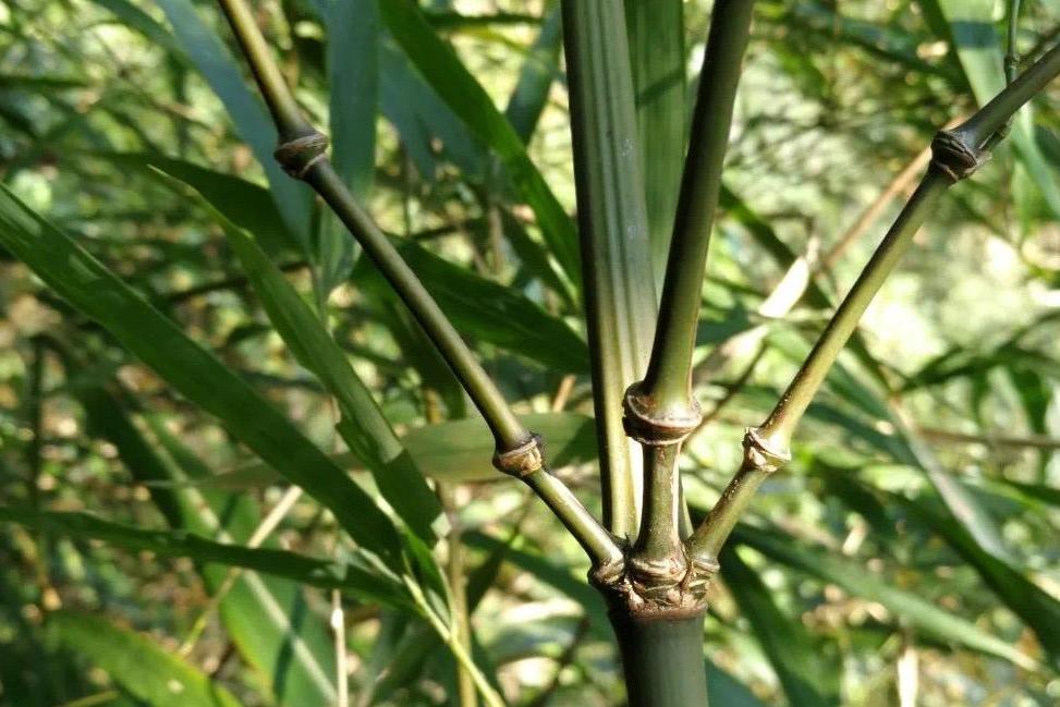  p>2021年11月27日,云南昭通市林草局通过起官微"昭通林草"发布了一条