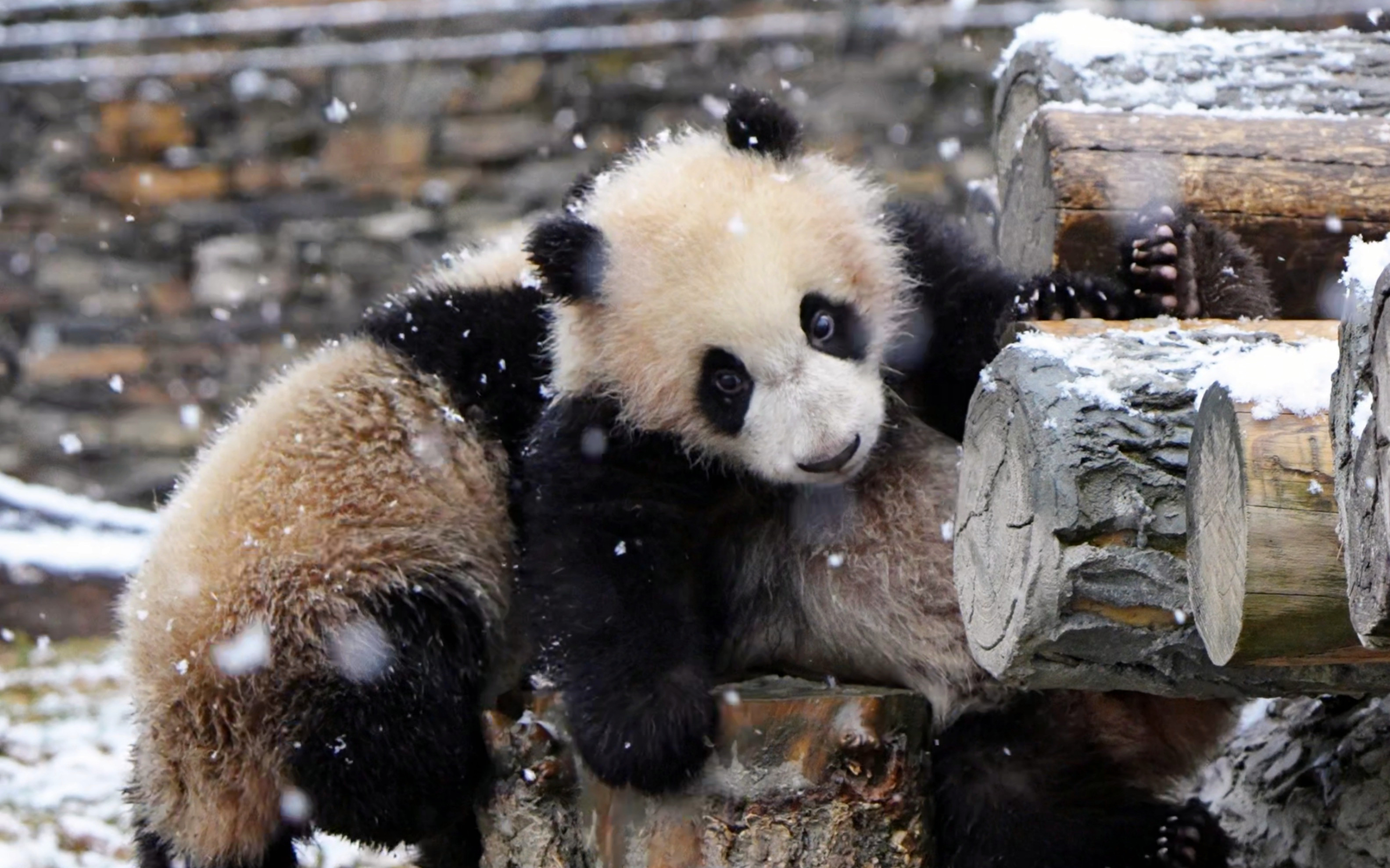  p data-id="tgobcs9vqp9y">苏琳,雌性大熊猫,谱系号596,2005年8月2日