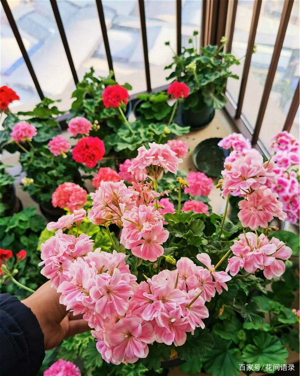 室内养花，我建议你养这6种，开花漂亮好养护，一年到头有花看_百科TA说