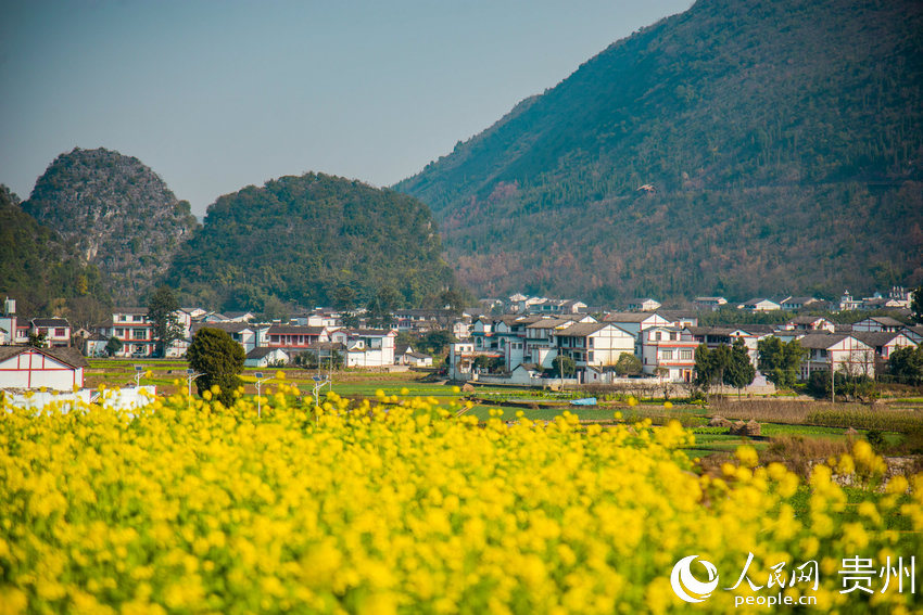 兴义：万峰林下油菜花开（高清组图）_百科TA说