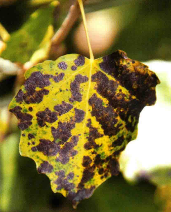  p data-id="gnb5gttb1e">杨树黑斑病是由杨生盘二孢菌引起的,发生在 